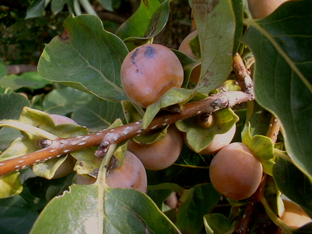 Diospyros lotus / Albero di S.Andrea